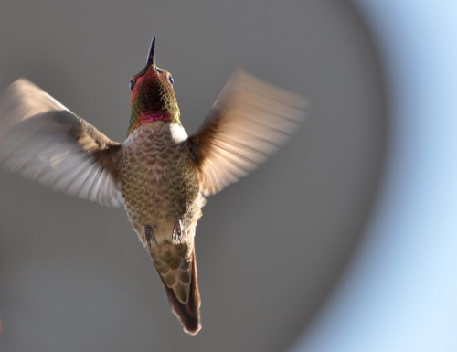hummingbird23